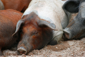 Schweineschlaf