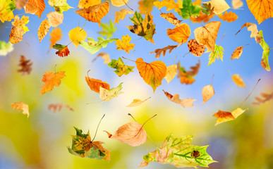 Autumn leaves falling and spinning against the blue sky