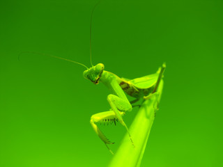 Mantis