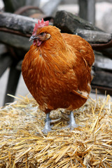huhn auf stroh