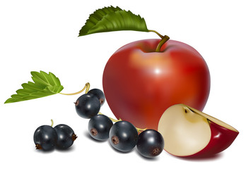 Vector. Apples and black currant with green leaves