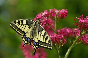 Papillon Machaon