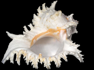 Beautiful sea shell isolated on black
