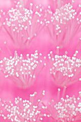 Micro image of brush bristles