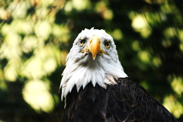 weisskopfseeadler 2