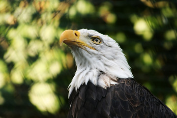 weisskopfseeadler 3