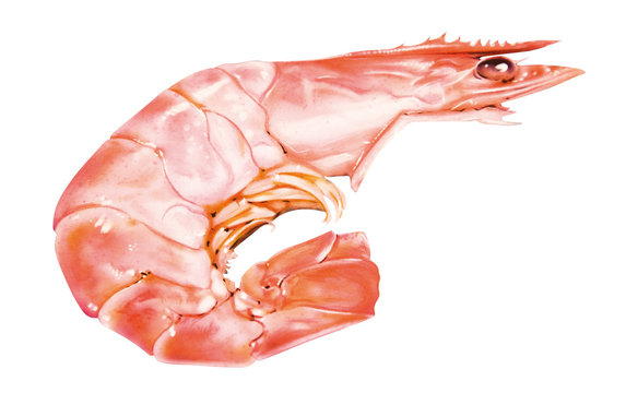 Garnele