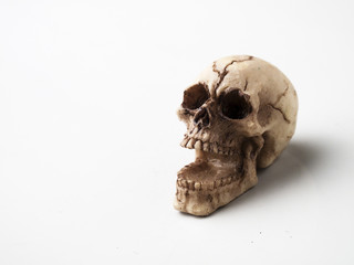 squelette de boîte cranienne