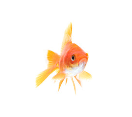 Gold fish against white background