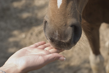 Pony with a Friendly Hand
