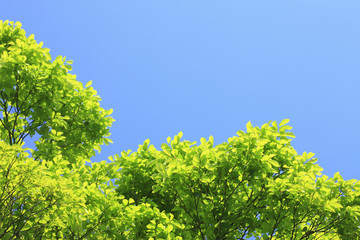 新緑と青空
