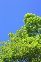 新緑と青空
