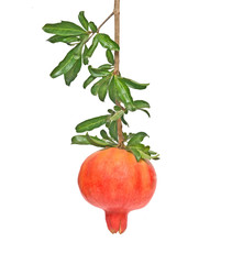 Ripe pomegranate on branch isolated on white background