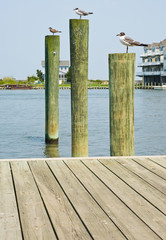 Fototapeta premium Seagulls on Pilings