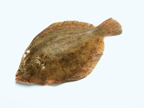 Flunder (Flatfish)
