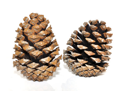 Pignes de pin