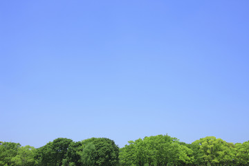 Obraz premium 新緑と青空