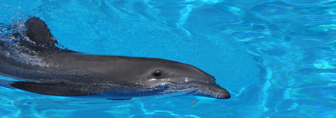Delfin