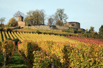 Fototapeta na wymiar Vineyards and castle