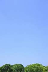 Obraz premium 新緑と青空