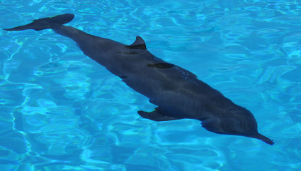 Delfin