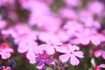 芝桜