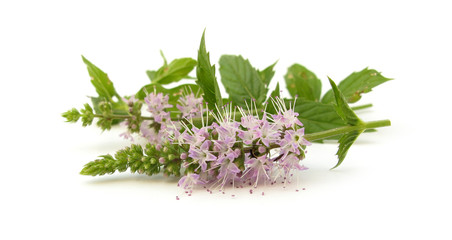 Mentha mint © Uros Petrovic