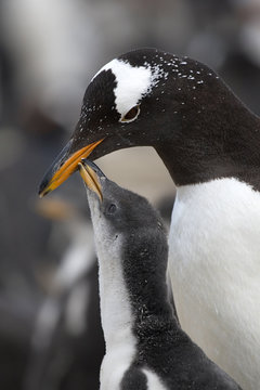 Gentoo penguins (Pygoscelis papua)