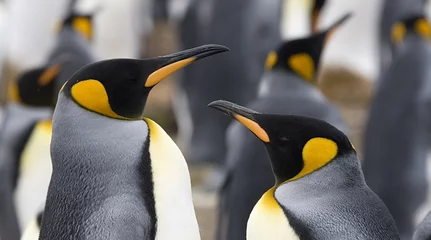 Poster King penguins (Aptenodytes patagonicus) © Gentoo Multimedia