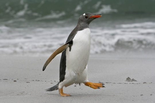 Gentoo penguin (Pygoscelis papua)