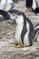 Naklejka premium Gentoo penguin (Pygoscelis papua)