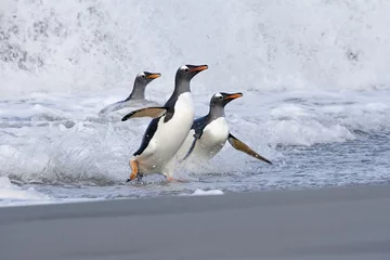 Fotobehang Pinguïn Ezelspinguïns (Pygoscelis papua)