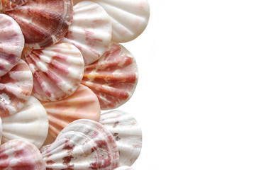 Different shells isolated on a white background