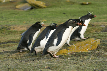 Rockhopper penguins (Eudyptes chrysocome)