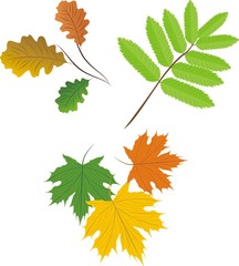 Set of leaves. Vector