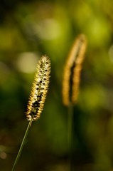 Gräser im Abendlicht