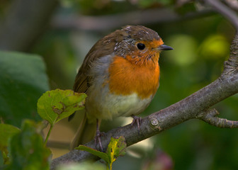 Young Robin