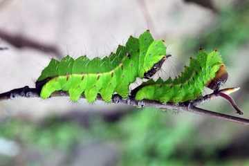 Tussore Silkmoth larvae