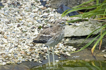 Stone Curlew among the rocks