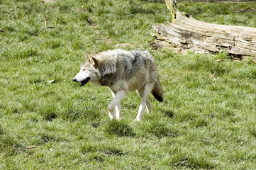 European Grey Wolf on the prowl