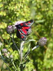 burnet moth on knapweed flower