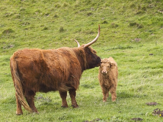 highland cow and calf