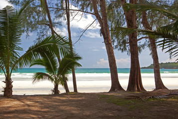 Palm on the beach