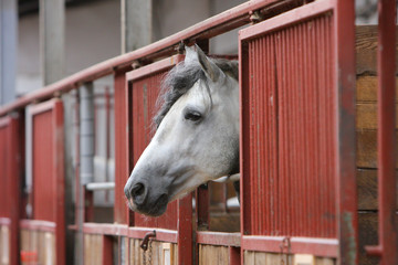 Pferd schaut aus Box