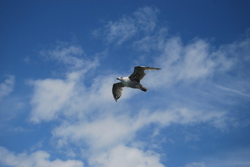 mouette3