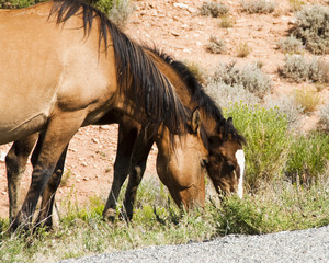 Fototapeta premium Pryor Mountain mustangs