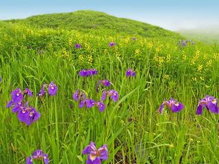 fine rural spring meadow landscape with violet flowers on foggy