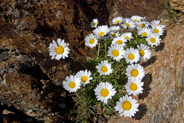Alpenwucherblume