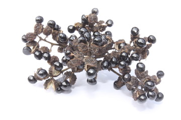 Sichuan pepper / 花椒