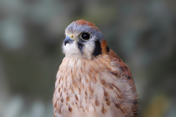 American Kestrel (Falco sparverius)